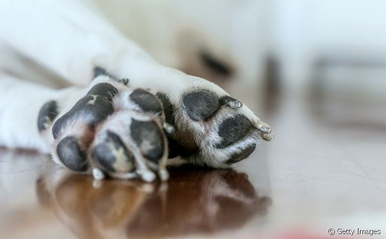 A pata de cachorro costuma ter um odor bem específico, que se assemelha ao chulé nos humanos. Isso é normal?