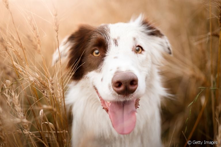 O que você sabe sobre o focinho de cachorro? Vem que a gente te conta tudo!