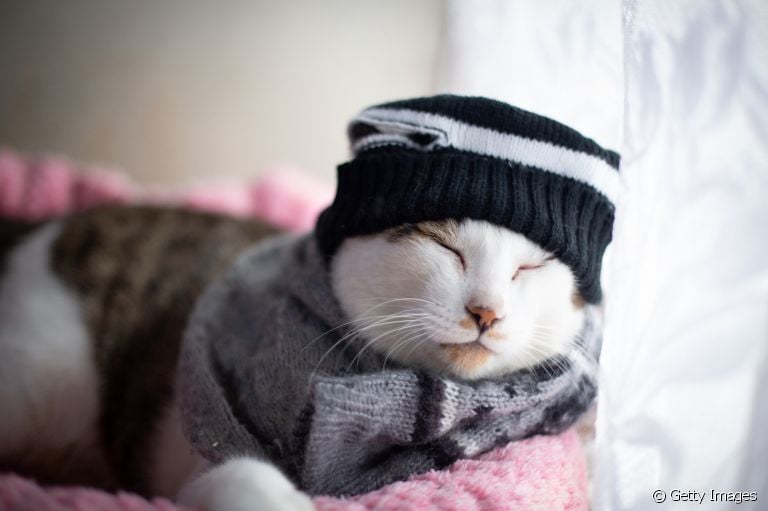 Gato gripado: descubra se o frio pode desencadear a doença