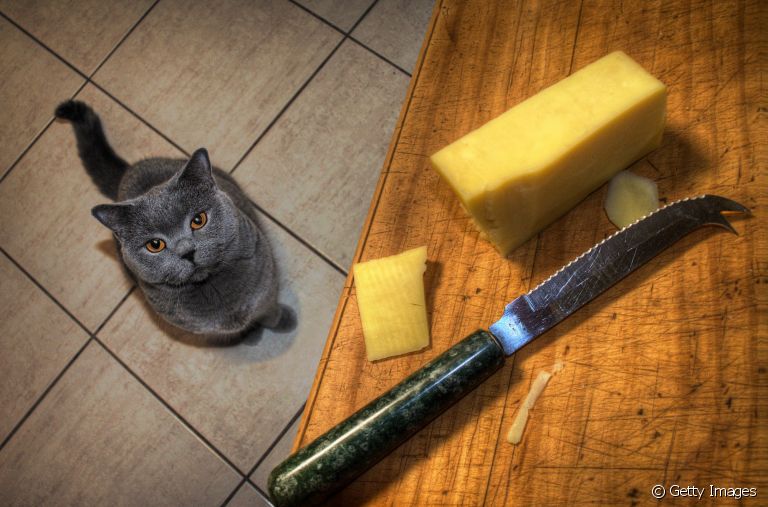 Será que o queijo está na lista de alimentos que gatos podem comer? 