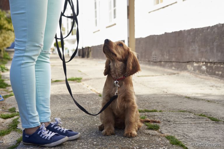 A guia longa para cachorro dá mais liberdade para o animal durante o passeio