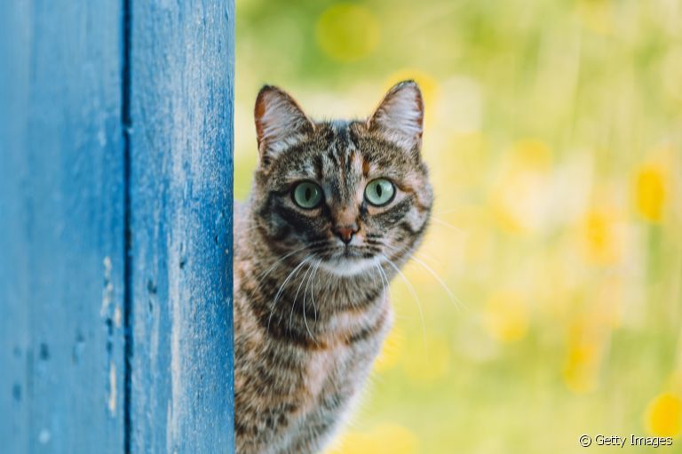 Leptospirose em gatos: saiba como essa doença afeta os felinos