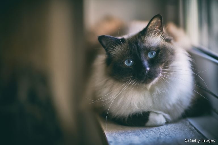 FIV e FeLV são doenças de gato que geram muitas dúvidas nos tutores