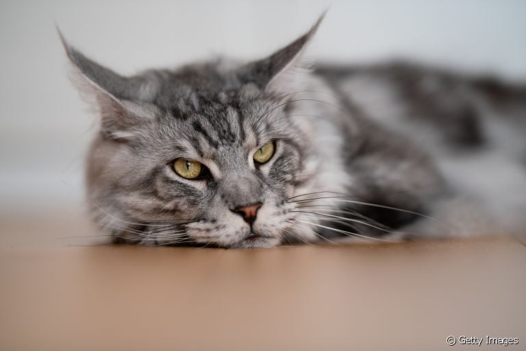  Entenda como o estresse pode afetar a saúde do seu gato! 