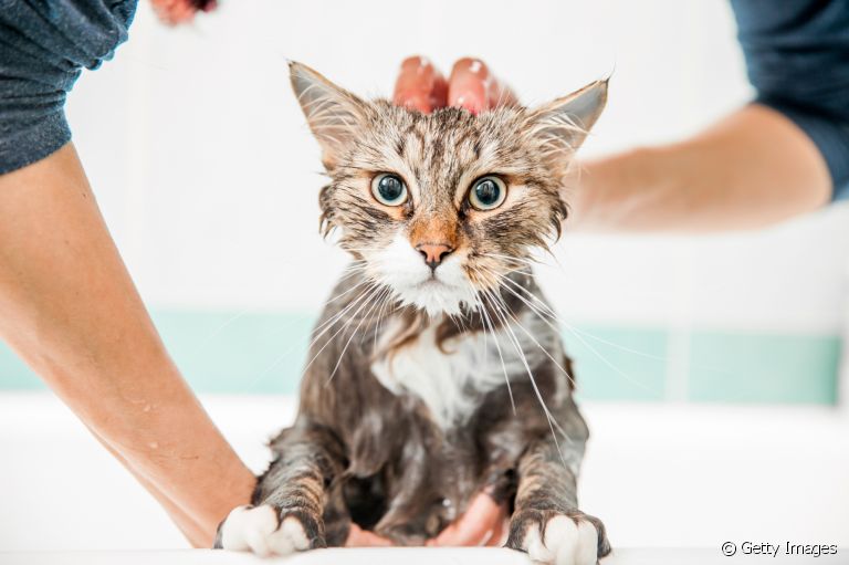 Afinal, pode dar banho em gato ou isso é um erro? Descubra a resposta a seguir!