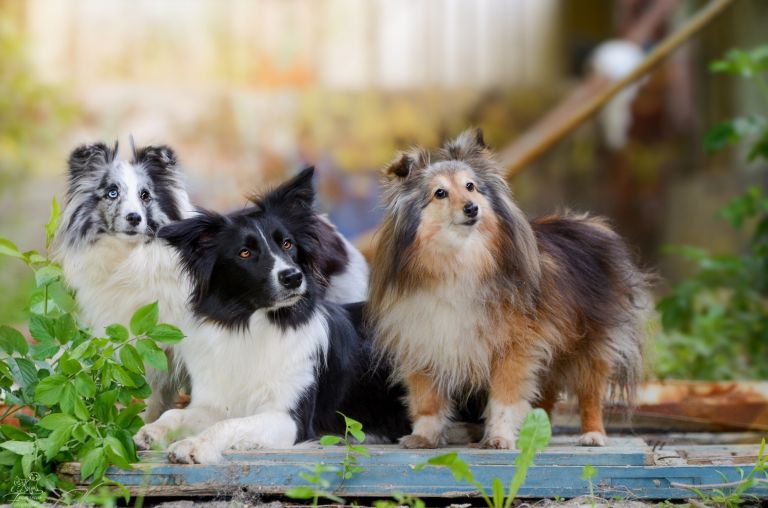 Border Collie ou Pastor-de-shetland? Aprenda a diferenciar as duas raças de cachorro!