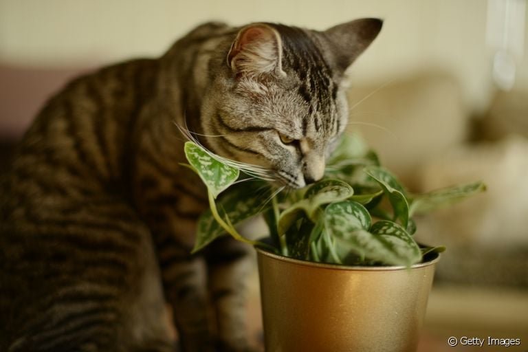 Plantas tóxicas para gatos: confira quais espécies você deve evitar ter em casa
