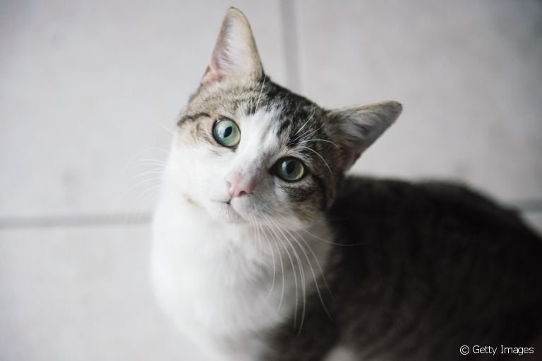  Os problemas de pele em gatos são bastante comuns 