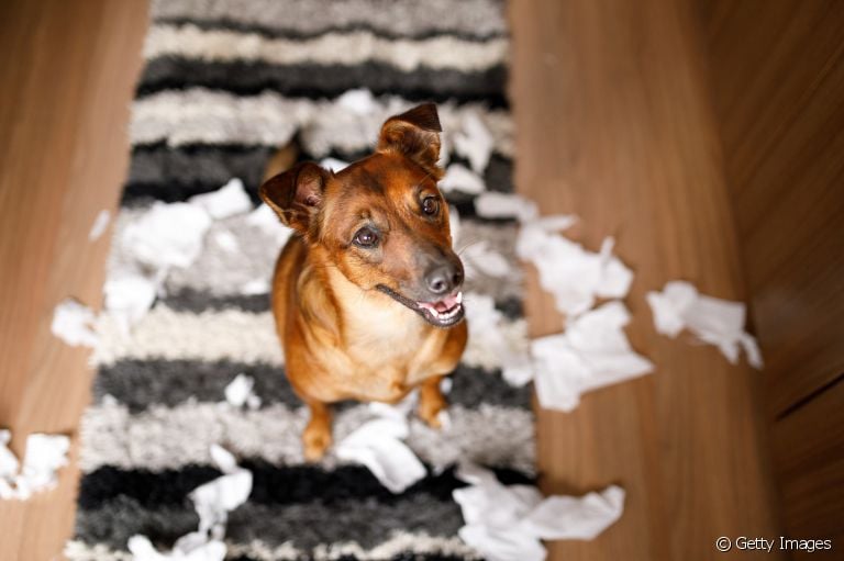 Procurando b rinquedos resistentes para cachorros grandes e/ou destruidores? A gente te conta tudo! 
