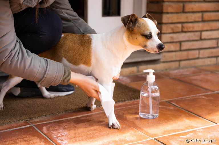 Lenço umedecido para cachorro: saiba tudo sobre o produto de higiene canina