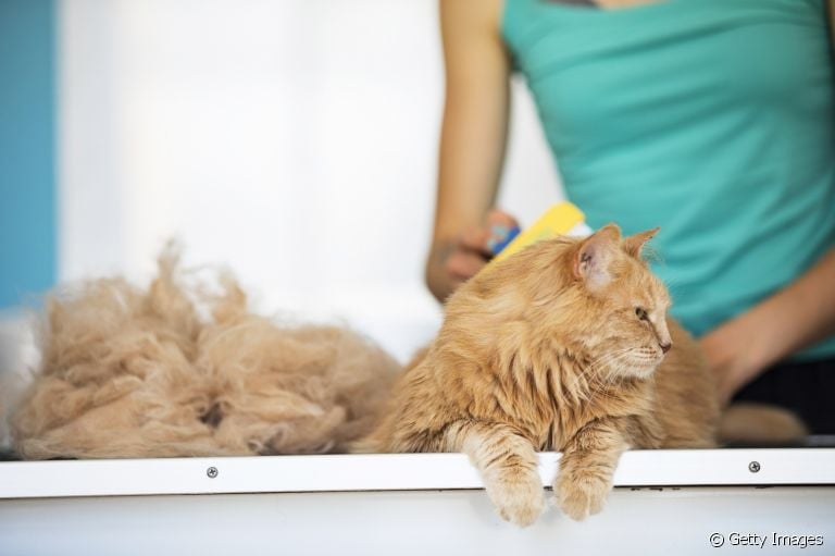 A queda de pelo em gatos pode não ser nada demais, mas também pode ser indicativo de problemas