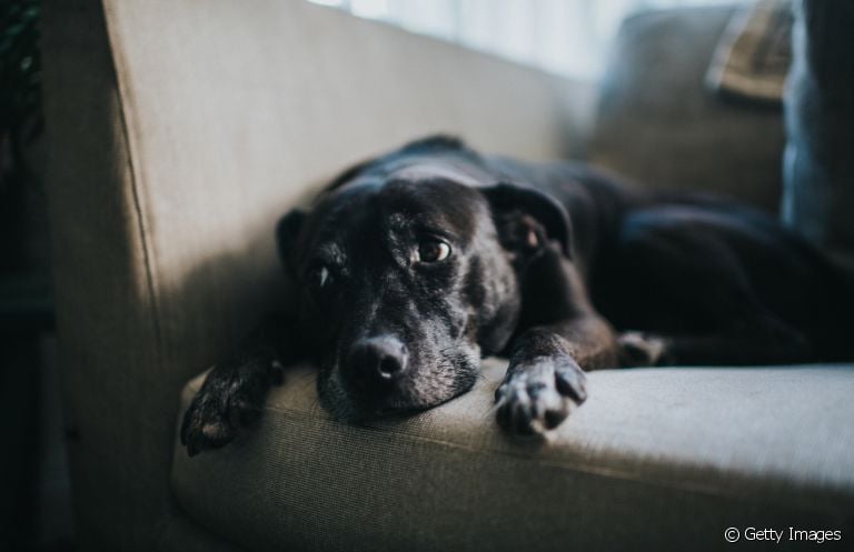 O refluxo em cães é um incômodo que precisa de atenção do tutor.