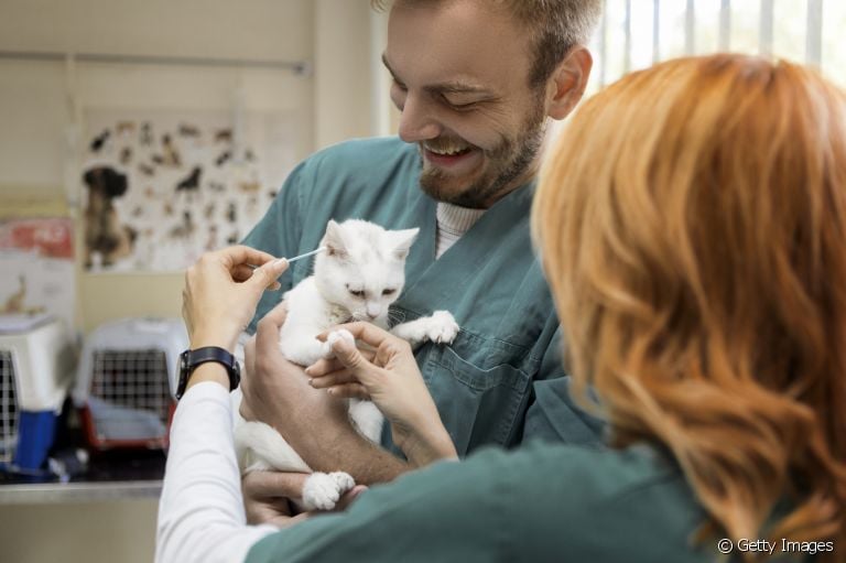  Seja na clínica veterinária ou em casa, o acompanhamento médico é super importante para a saúde do gato 