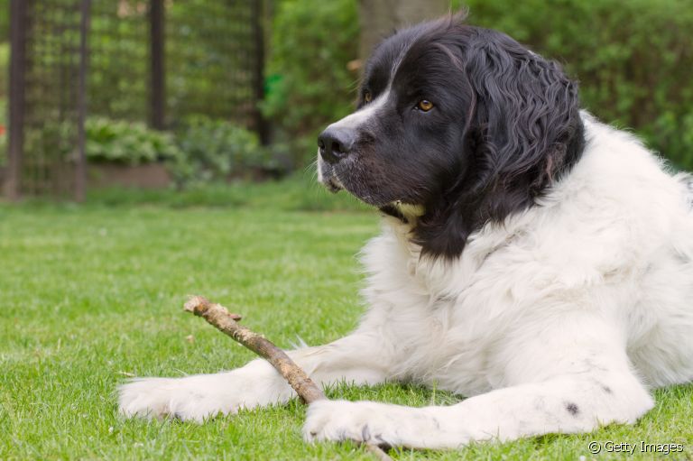 O Terra Nova é um cachorro grande e muito carinhoso