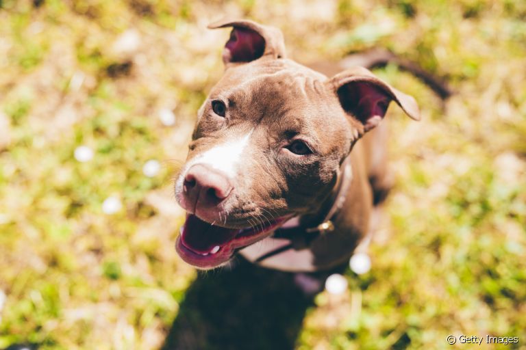 Sabia que existem alguns tipos de Pitbull? Entenda a diferenças entre cada um!