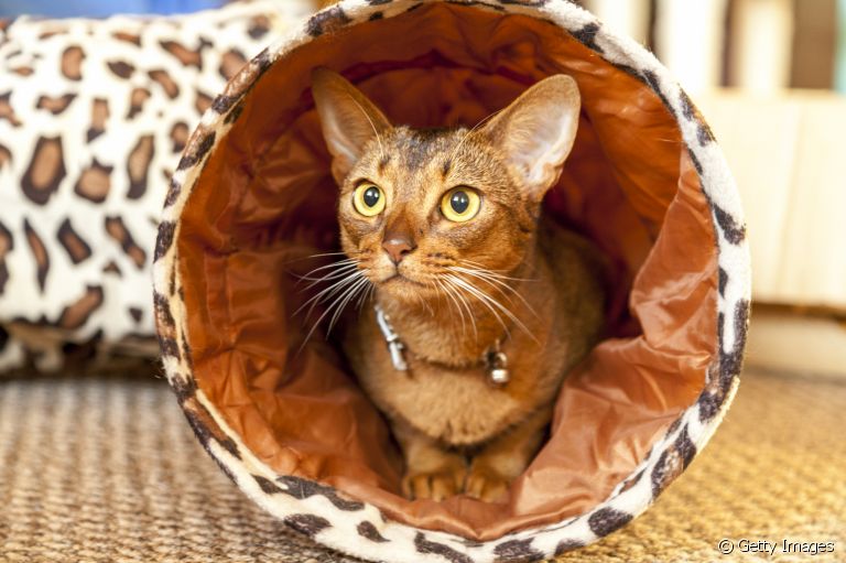 O túnel para gatos pode trazer vários benefícios para o seu bichano. Saiba mais sobre esse brinquedo abaixo! 