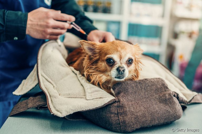 A vacina para gripe canina é uma ótima solução para prevenir a doença
