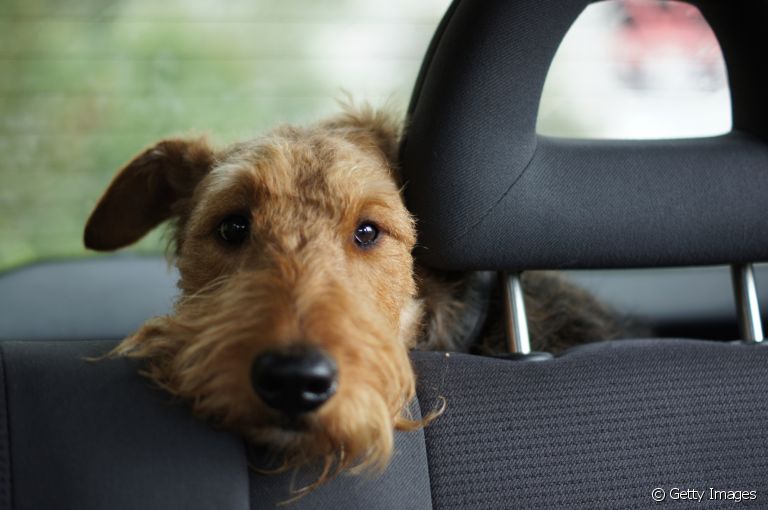 Veja algumas dicas para não deixar o cachorro estressado antes, durante e depois da mudança