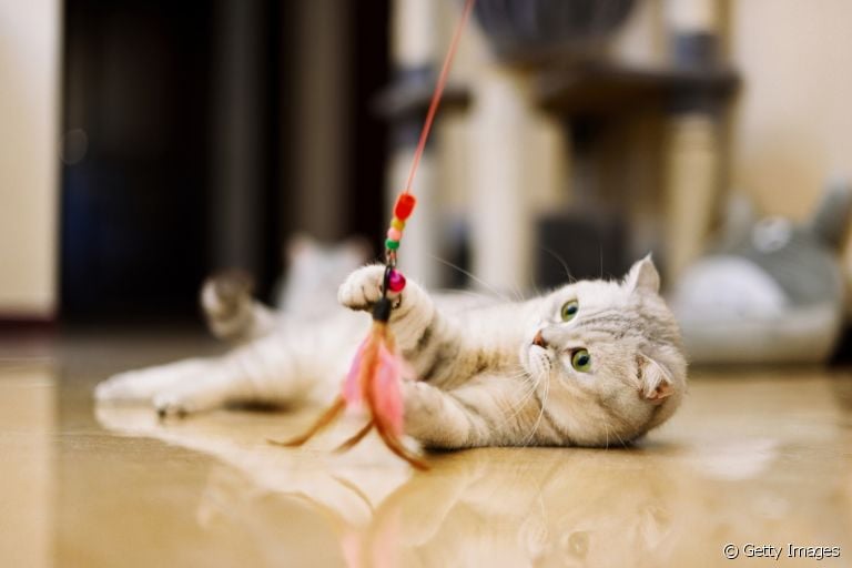 A varinha para gatos é um ótimo jeito de promover bem-estar e diversão para o seu felino 