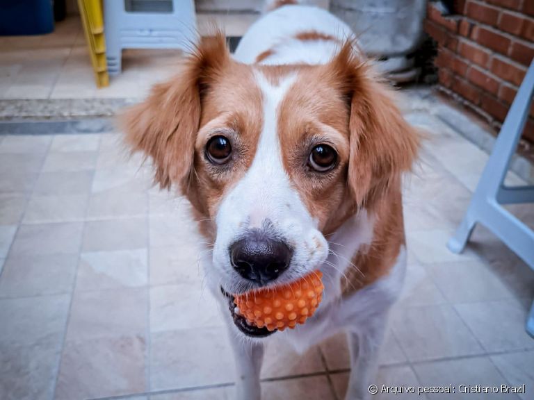  O vira-lata é incrivelmente dócil, brincalhão e amoroso. Saiba mais sobre os cães sem raça definida e se apaixone com a gente! 