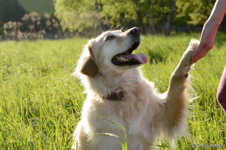 Comportamento canino pode definir se cachorro é mais ou menos inteligente