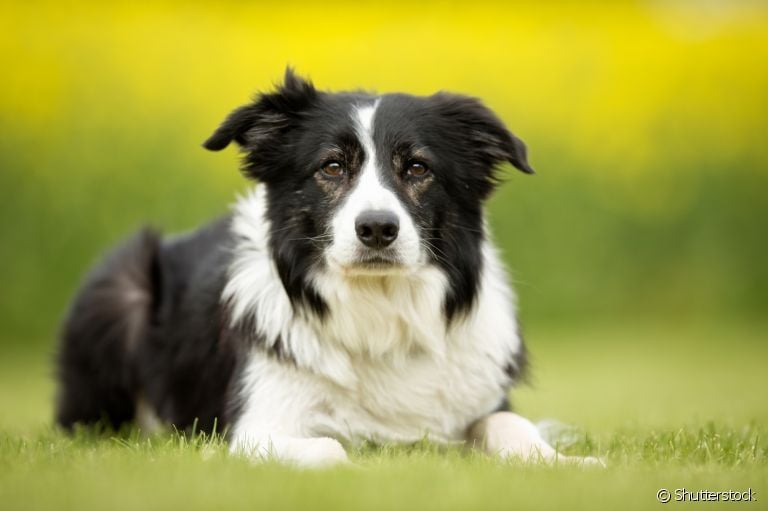 Nomes para Border Collie: veja algumas sugestões para chamar o seu novo amigo! 