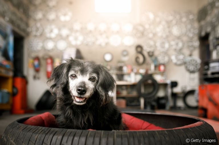 Cama para cachorro: sabia que um pneu pode virar um excelente espaço para acomodar seu doguinho?