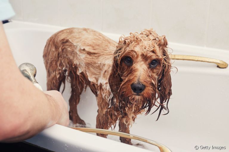 Alguns cuidados são essenciais na hora do banho em cachorro