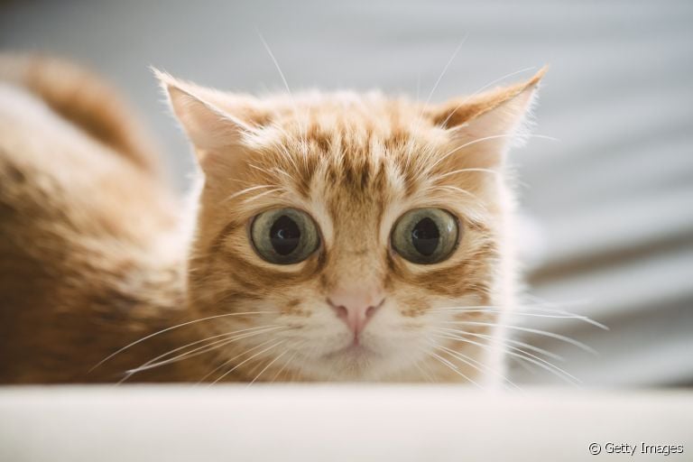A audição é felina é tão potente que até os sons mais improváveis podem deixar seu gato assustado