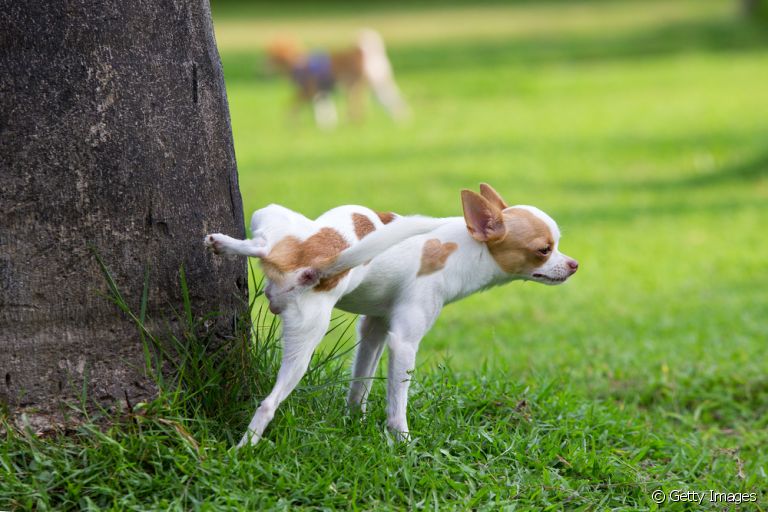 Cachorro: xixi pode revelar algumas informações importantes sobre a saúde do animal