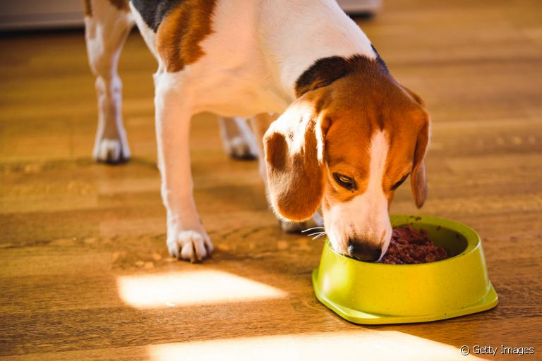 A ração para cães precisa ser armazenada corretamente para evitar infestação de insetos e parasitas