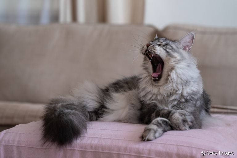  Você sabia que alguns gatos podem ser mais preguiçosos do que outros? Descubra algumas raças que levam essa fama! 