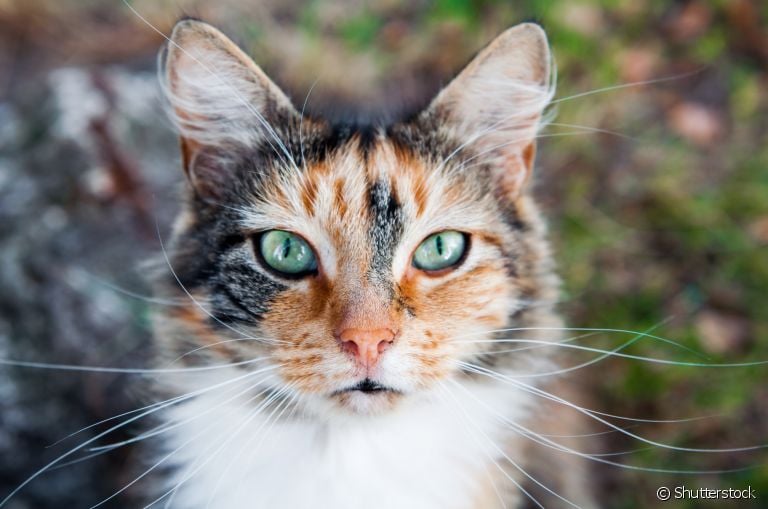  A orelha de gato é uma estrutura fundamental para audição e comunicação do animal. Entenda! 
