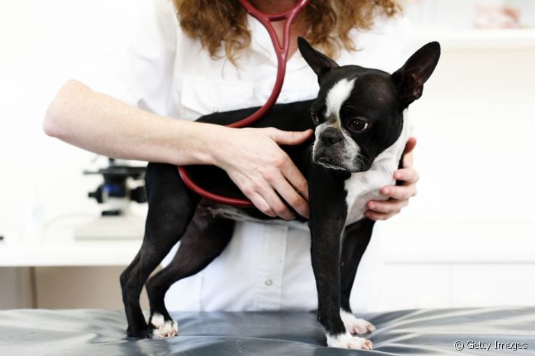 Coração de cachorro: aprenda a maneira certa de medir os batimentos cardíacos do seu cãozinho