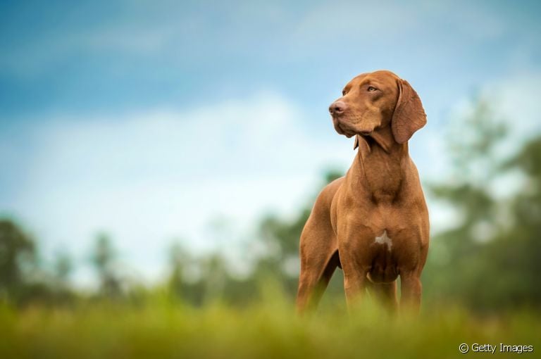Comportamento canino: o cachorro protetor às vezes pode passar dos limites. Saiba identificar isso
