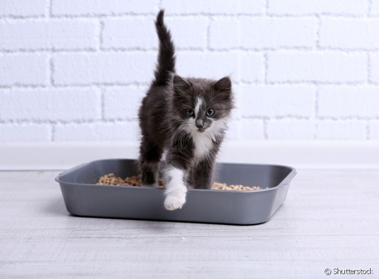 Na hora de escolher a melhor caixa de areia para gatos, sempre bate aquela dúvida: aberta ou fechada?