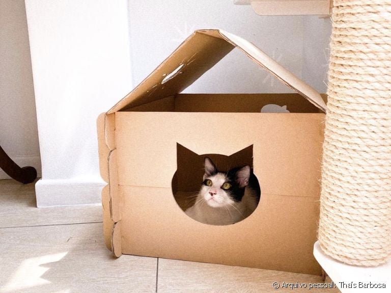 Cama para gato: o Chicó ama sua caixa de papelão e tira várias sonecas nela