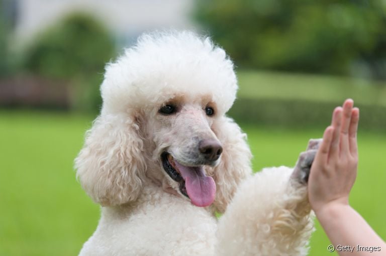O Poodle é um cãozinho super sociável e amoroso
