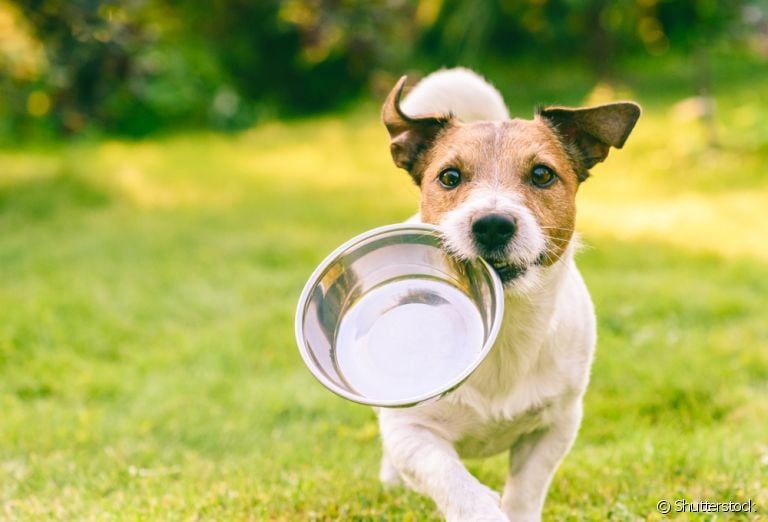 Tigelas tradicionais, comedouro lento para cachorro ou uma versão automática: qual é a melhor opção?
