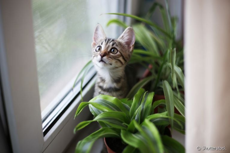 Alguns gatos são fascinados por plantas... mas o tutor precisa tomar alguns cuidados!
