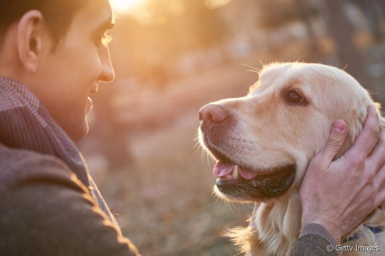 Cérebro de cachorro: veja muitas curiosidades sobre a "central de comando" do seu cãozinho