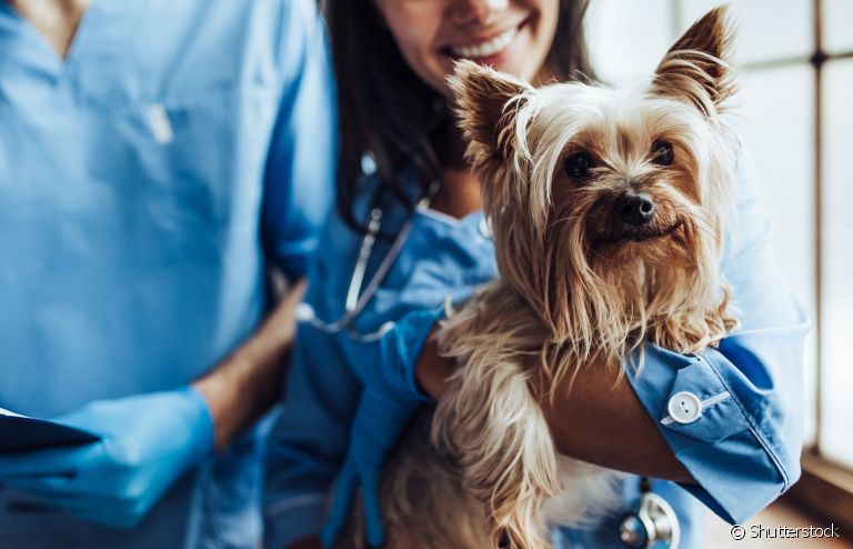 Você sabe quais exames são essenciais para checar a saúde do seu cachorro?