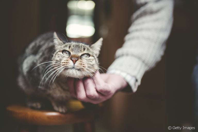 Gato idoso: a rotina do bichano pode precisar de adaptações durante a velhice