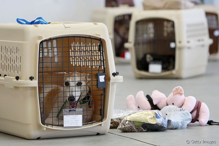 Veja o que precisa para viajar com cachorro de avião!