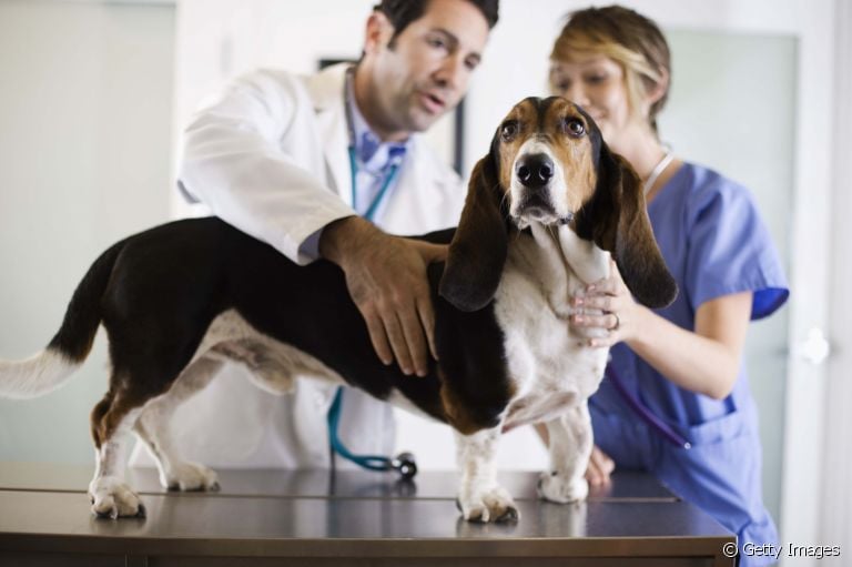 Plano de saúde para cães é uma boa opção para economizar nas idas ao veterinário
