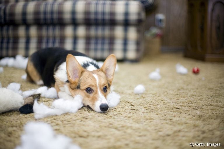 Veja o que fazer com cachorro bagunceiro e como melhorar esse comportamento canino