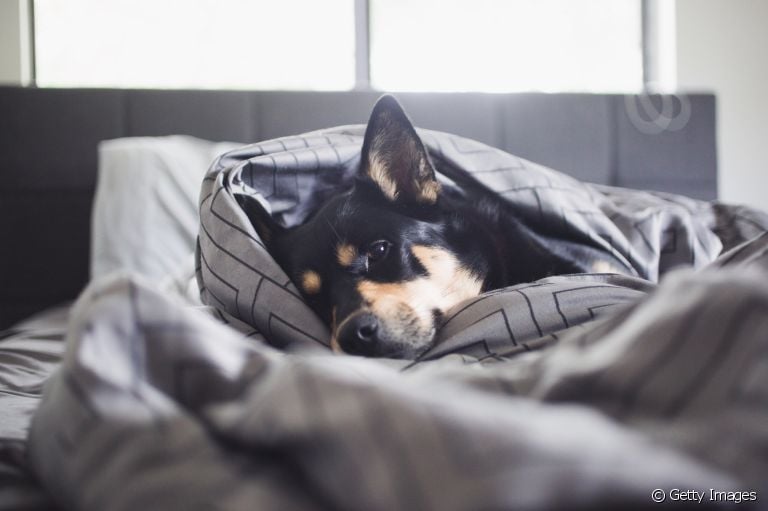 Comportamento de cachorro: entenda o que leva um cão adulto a mamar no cobertor