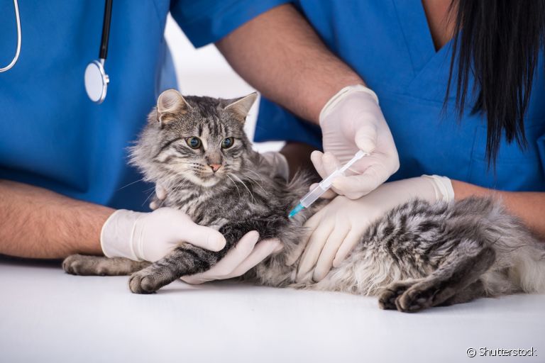 As vacinas para gatos devem fazer parte dos cuidados com o seu bichano