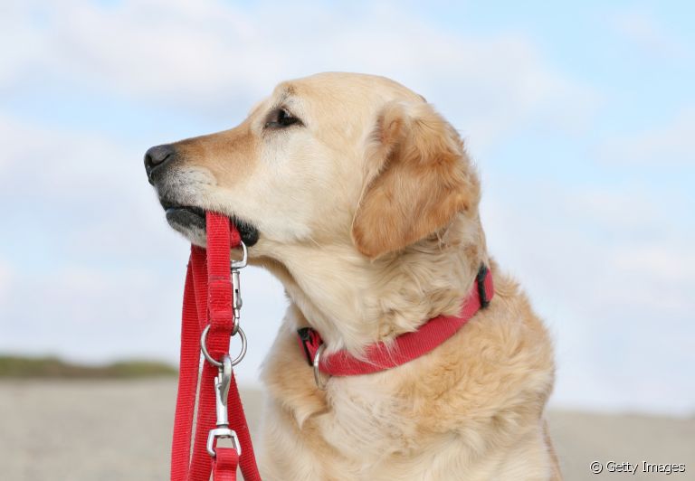 Saiba tudo sobre a coleira de cachorro e como escolher a melhor para o seu amigo!