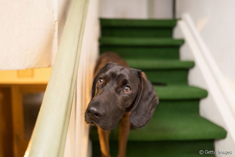 Cachorro machucado, intoxicação, queimaduras, quedas... sua casa está adaptada para o seu pet?